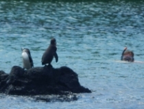 Imagen Pingüinos - Isabela